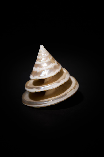 Close up of pearlized spiral cut trocha shell on black background.