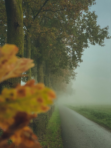 Autumn landscape with foggy road and colorful leaves in the countryside