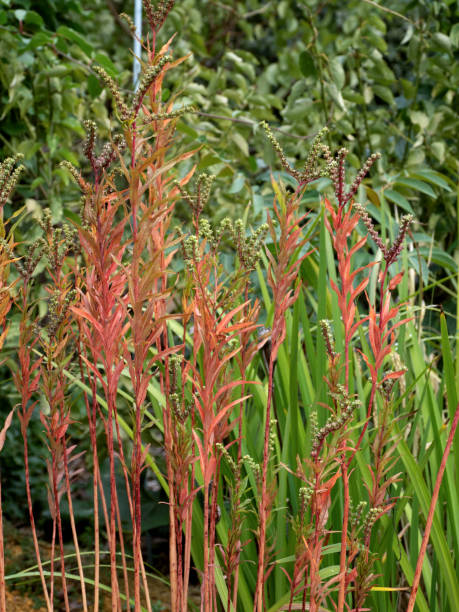 istock Japanese plant called Takonoashi 1798300924