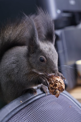 A small rodent holding a pinecone perched on a chair