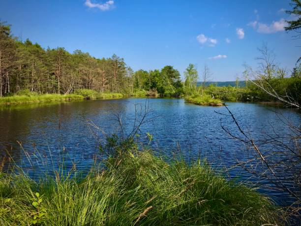 istock View of an overgrown pond. 1798316866