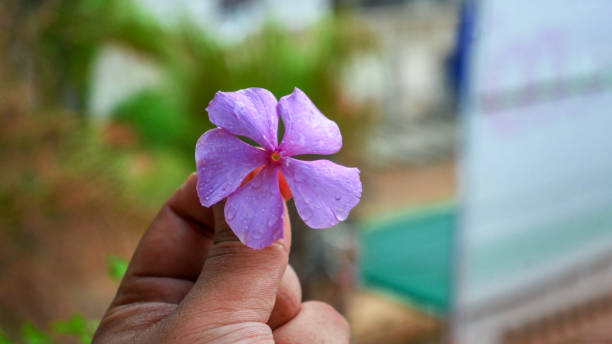 istock Women Holding Beautiful Five Petal Rose (Pink Flower) 1798328685