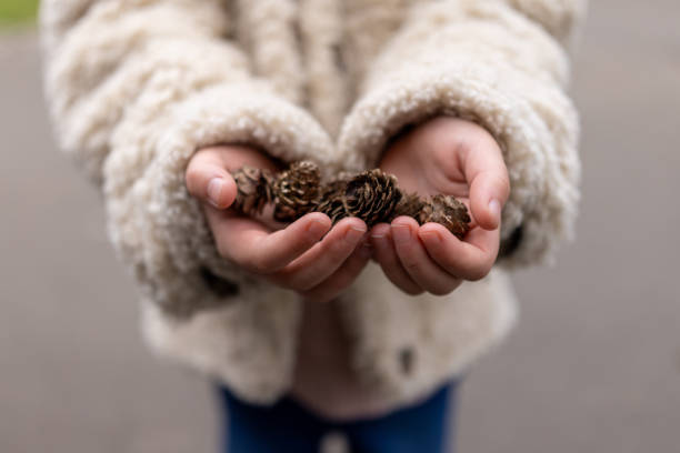istock Collecting Fir Cones 1798330279