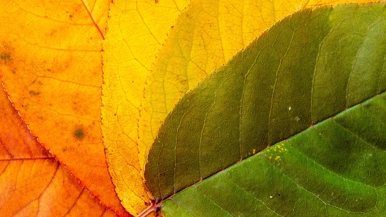 A closeup of autumn leaves with yellow and green hues.
