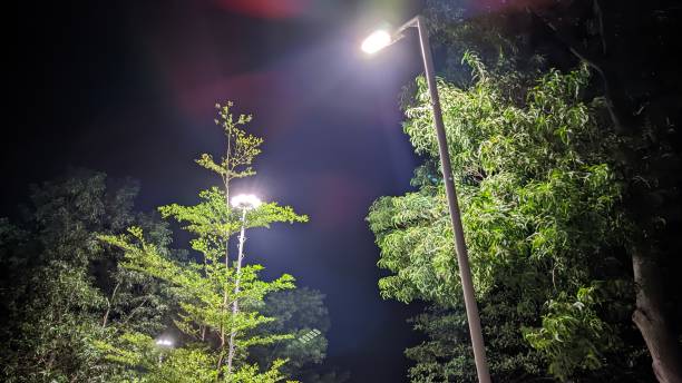istock big bright lights and big trees in the park at night 1798333653