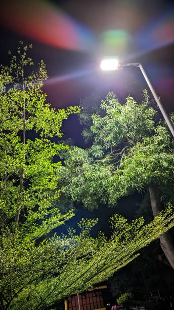 istock big bright lights and big trees in the park at night 1798334203