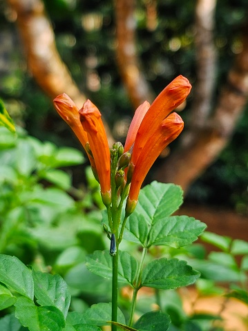 Beautiful orange Tecomaria capensis flower