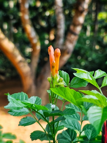 Beautiful orange Tecomaria capensis flower