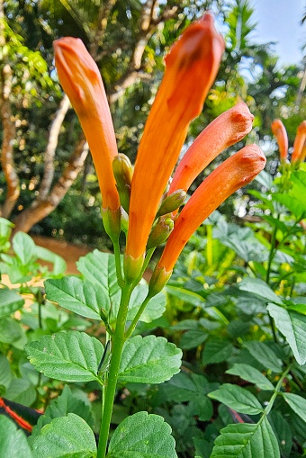 Beautiful orange Tecomaria capensis flower