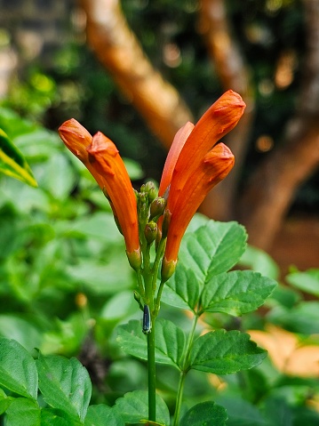 Beautiful orange Tecomaria capensis flower