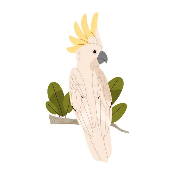 Vector illustration of Sulphur crested cockatoo sit on branch. Talking parrot. Exotic bird with fluffed yellow crest. Tropical animal, rainforest fauna, wild nature. Flat isolated vector illustration on white background