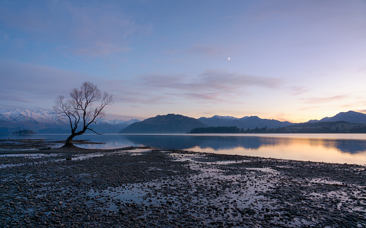 With dawn approaching, stars twinkle in the sky above the famous tree at Lake Wanaka, on New Zealand's South Island.
