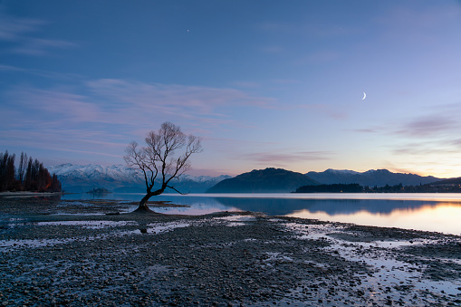 With dawn approaching, stars twinkle in the sky above the famous tree at Lake Wanaka, on New Zealand's South Island.