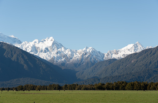 Winter sun falls on a paddock near Fox Glacier, on New Zealand's South Island. In the distance looms the mighty Southern Alps.