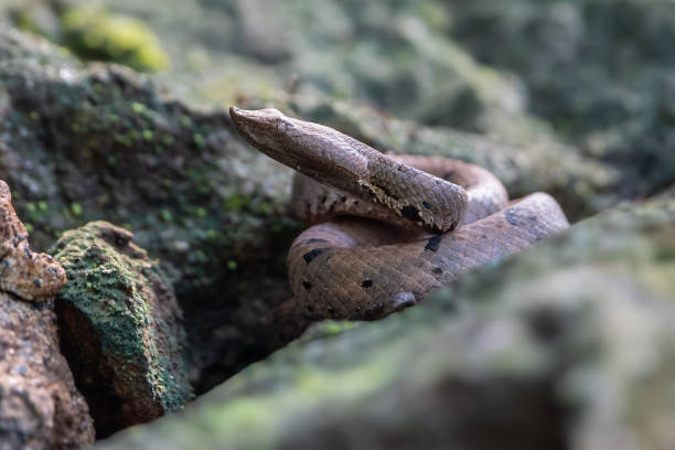 istock Craspedocephalus malabaricus, (formerly Trimeresurus malabaricus) commonly known as Malabar pit viper, Malabar rock pit viper, or rock viper. 1798371717