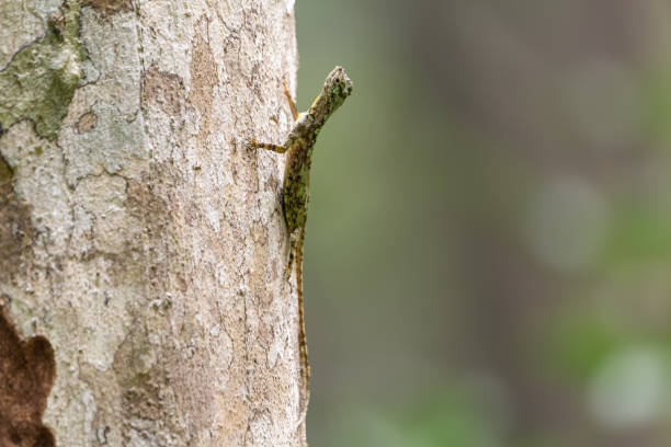 Draco dussumieri, also known commonly as the Indian flying lizard, the southern flying lizard, and the Western Ghats flying lizard