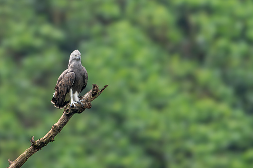 The lesser fish eagle (Icthyophaga humilis) is a species of Icthyophaga found in the Indian subcontinent