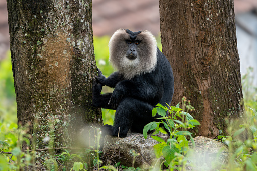 The lion-tailed macaque (Macaca silenus), also known as the wanderoo, is an Old World monkey endemic to the Western Ghats of South India