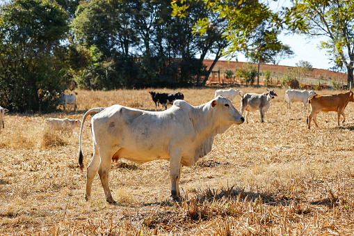 cows and bullocks in herd on the dry grass field. the cow is looking out of the picture. herd of cattle