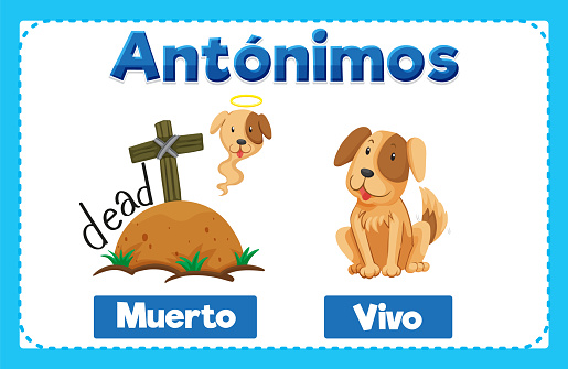 Illustrated word card in Spanish featuring antonyms Muerto and Vivo means dead and alive