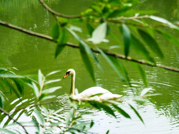 istock Swan on a pond among green thickets 1798389390