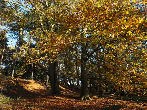 istock Golden leafs of autumn 1798389943
