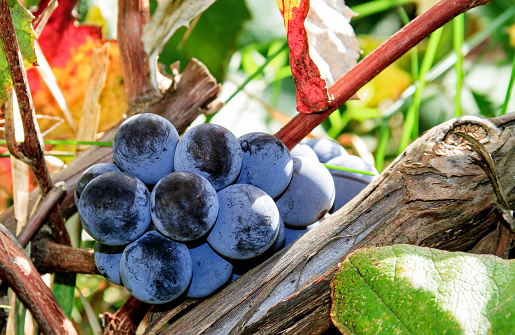 Dark blue grapes on a bush close up