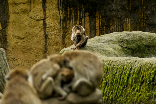 a lonely and jealous Pig-tailed Macaque  watching a family of  Crab-eating Macaques  hugging each other.