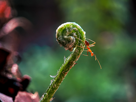 Red ants and spiral plants