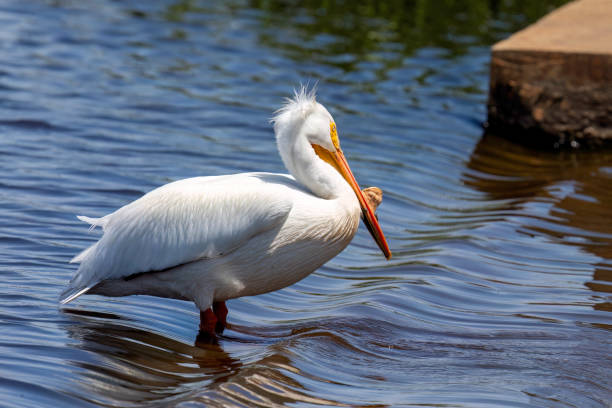 White American pelican The American white pelican (Pelecanus erythrorhynchos) on the lake white pelican animal behavior north america usa stock pictures, royalty-free photos & images