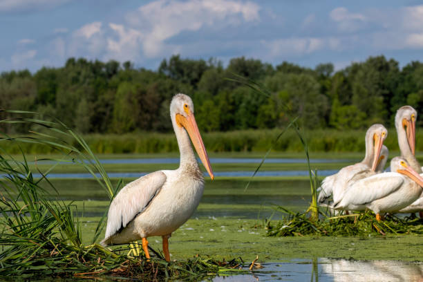 istock White American pelican 1798406450