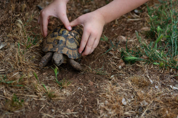 istock A child's hands pick up a turtle from the ground 1798408603