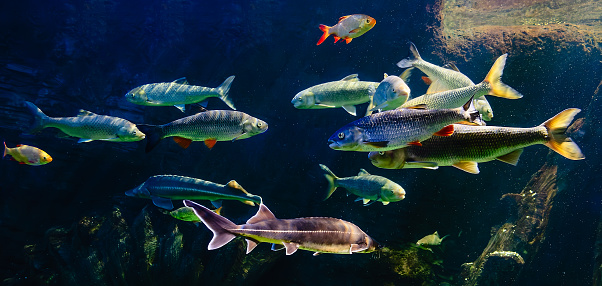 Various river fish swim in a large aquarium in the oceanarium.