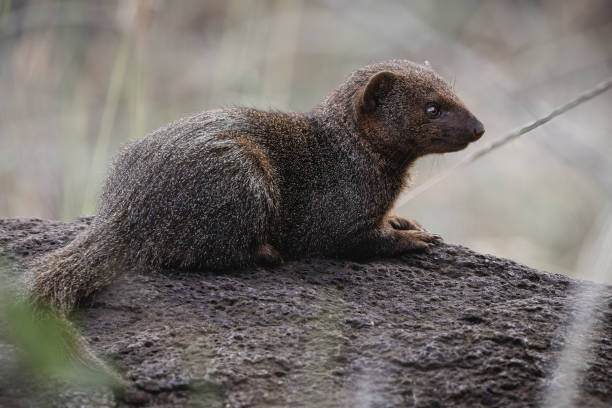 istock Common dwarf mongoose - Lewa Conservancy, North Kenya 1798424810