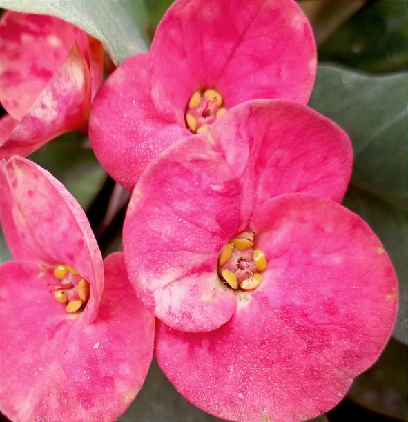 istock Euphorbia milii 1798431867