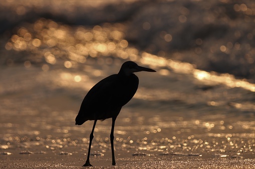 Silhouette bird standing on the beach.