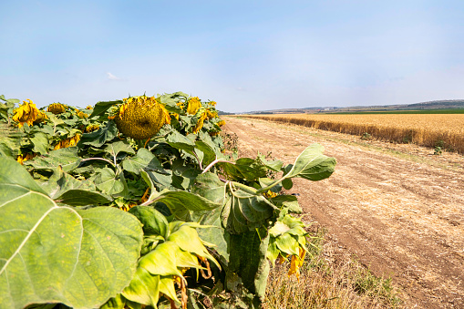 Field of ripe sunflowers with yellow flowers in summer