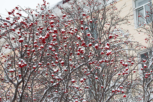 Red ashberries or rowans on the mountain ash covered with snow. Picture of winter snowy Magadan city, Russia.
