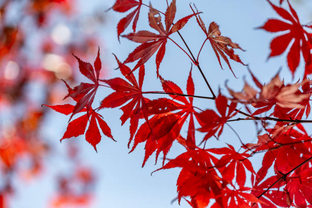 istock Sunshine shining through maple leaves on a November day 1798443666