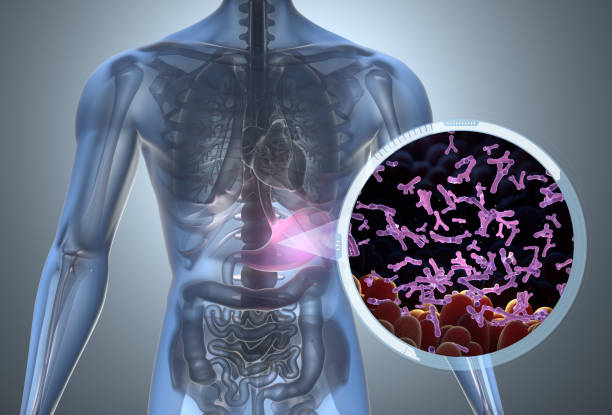 istock Microvilli with bifidobacterium in intestine 1798445797