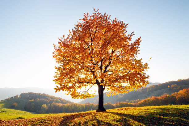 istock Majestic beech tree with sunny beams at autumn mountains 1798445803