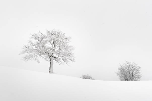 istock Amazing landscape with a lonely snowy tree 1798445864