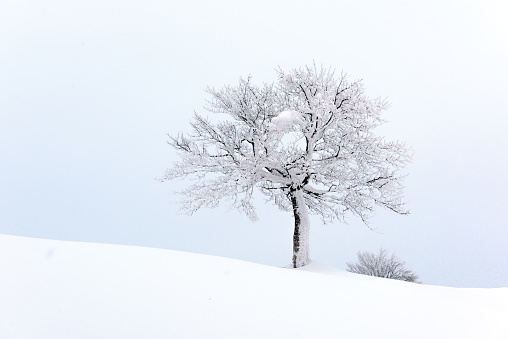 A scenic winter landscape with snow-covered trees in the woods.