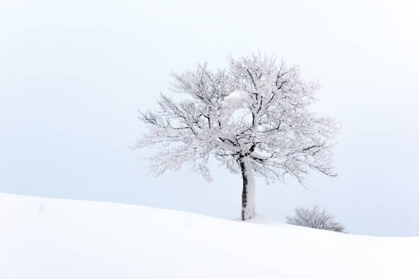 Amazing landscape with a lonely snowy tree stock photo