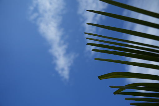 palm tree with sky