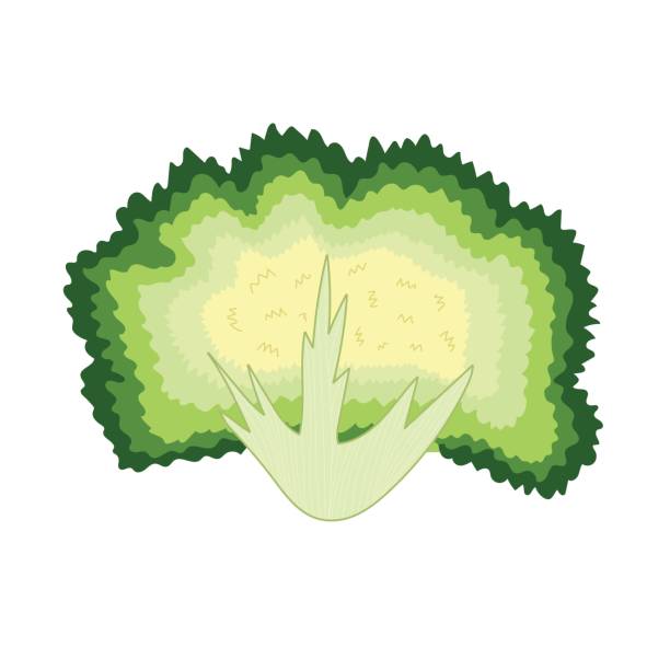 Chicory vegetable in cartoon style. Fresh green endive element Chicory vegetable in cartoon style. Fresh green endive element isolated on white background. Organic healthy food clipart. Vector illustration white background chicory isolated white stock illustrations