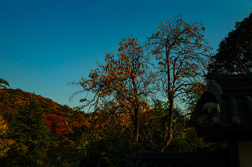 persimmon tree