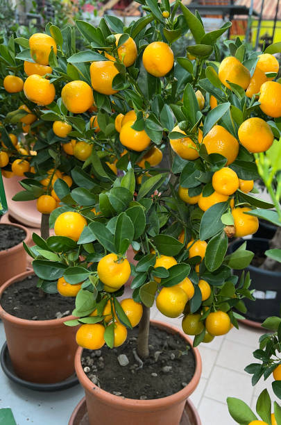 istock Calamondino,  Citrus, Mitis, 1798478698