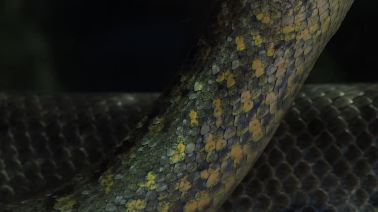 Green anaconda (Eunectes murinus). Big anaconda underwater.