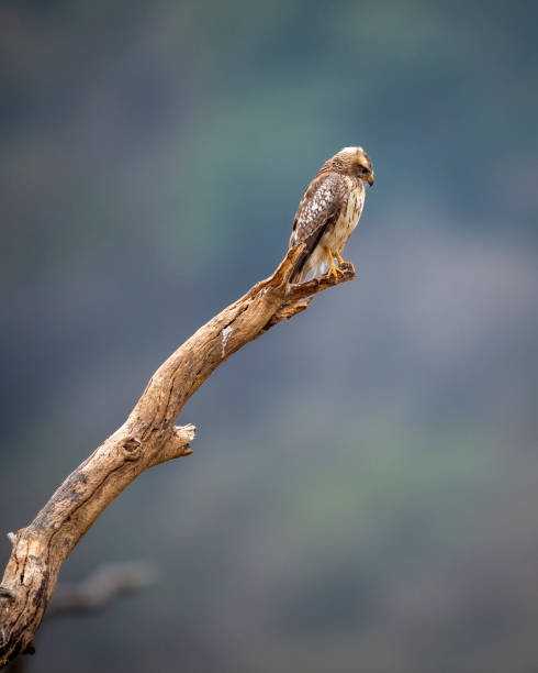 White eyed buzzard or Butastur teesa bird closeup perched on branch in natural green background during winter migration and safari at national park tiger reserve of central forest of india asia primer plano del pájaro ratonero de ojos blancos o del pájaro teesa de butastur posado en la rama en el fondo verde natural durante la migración de invierno y el safari en la reserva de tigres del parque nacional del bosque central de la india asia